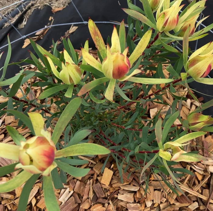 leucadendron wholesale australia