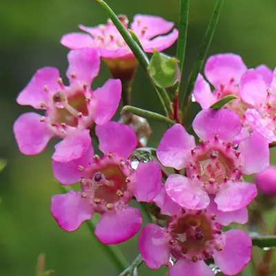 Chamelaucium purple waxflower