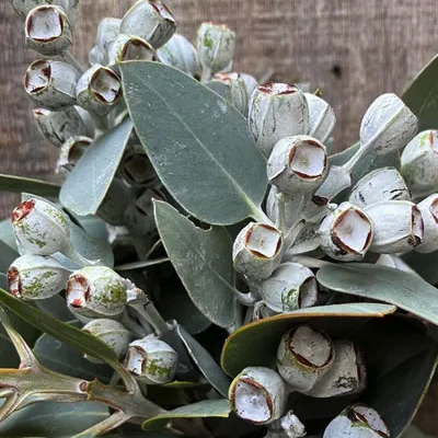 Eucalyptus pleurocarpa tallerack