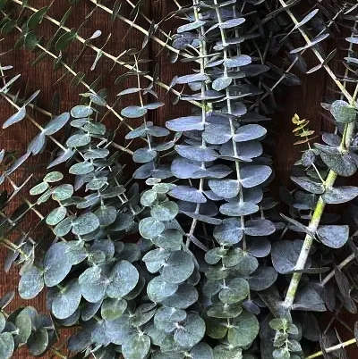 Eucalyptus baby blue