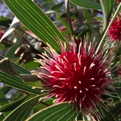 Hakea laurina pincushion