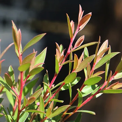 Leptospermum aphrodite