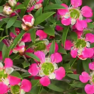 Leptospermum aphrodite