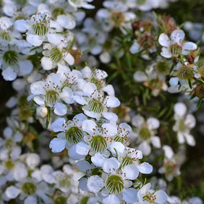 Leptospermum cardwell