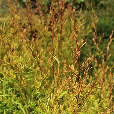 Leptospermum lemon frost