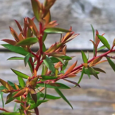 Leptospermum pageant
