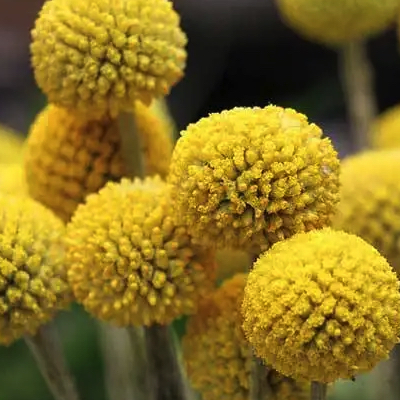Pycnosorus Billy buttons