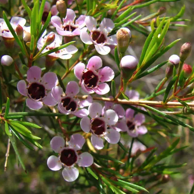 Early pink waxflower
