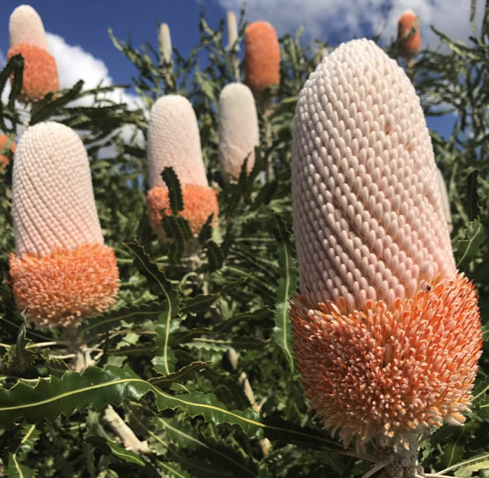 Acorn Banksia_ Banksia prionotes