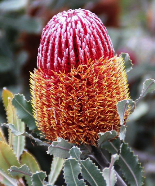 Banksia menziesii_Dwarf Firewood Banksia